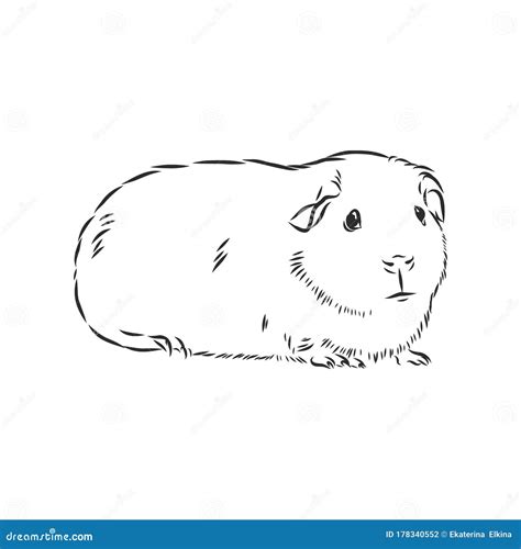 Cavy Sketch Vector Illustration, Cute Animal Line Ar, Guinea Pig Top ...