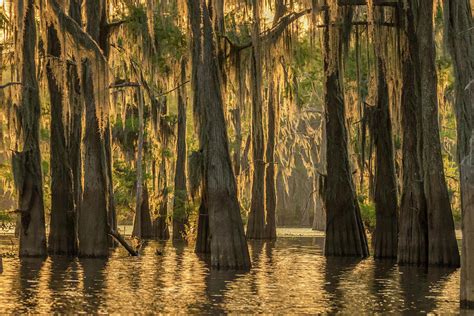 USA, Louisiana, Atchafalaya Basin Photograph by Jaynes Gallery - Fine ...