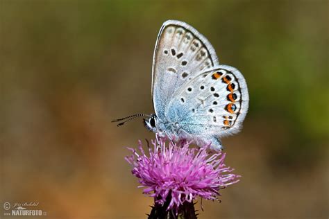 Blue Butterfly Photos, Blue Butterfly Images, Nature Wildlife Pictures ...