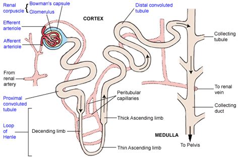 Nephron Reabsorption Diagram