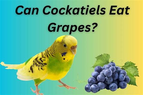 Can Parakeets Eat Grapes? | Bird Journal