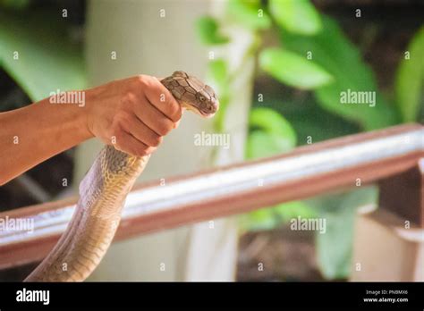 A man using the unique ability to catch a king cobra snake with bare ...