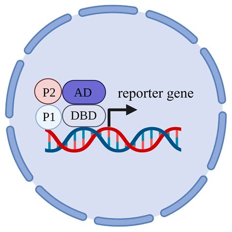 IJMS | Free Full-Text | Yeast Heterologous Expression Systems for the Study of Plant Membrane ...