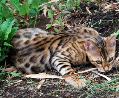 Bengal Cat Characteristics: What to Consider Before Buying - PetHelpful