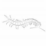 Millipede Coloring Pages sketch template