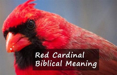 Red Cardinal Biblical Meaning: A Symbolic Sign From God