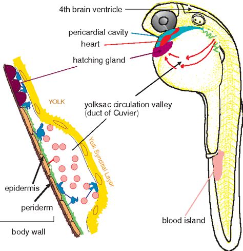 Zfin Atlas Of Zebrafish Anatomy