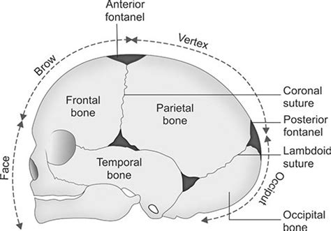 FETAL SKULL - Midwives Revision