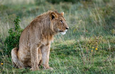 Ngorongoro Wildlife Photos – Images & pictures of Ngorongoro Crater | Wildlife photos, Tanzania ...