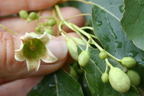 Toowoomba Plants: Kurrajong - The Perfect Shade Tree