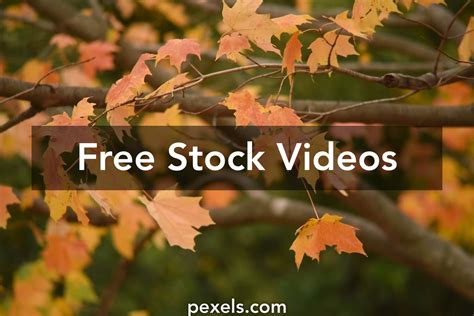 Autumn Leaves Videos, Download The BEST Free 4k Stock Video Footage ...