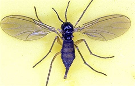 Fungus Gnats | UNH Extension