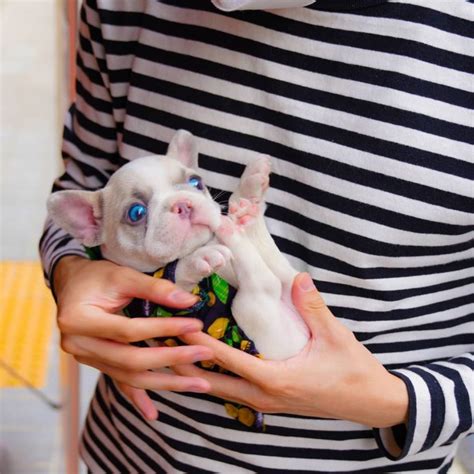 Pawblo - Micro Frenchie Male | Mini Teacup Puppies