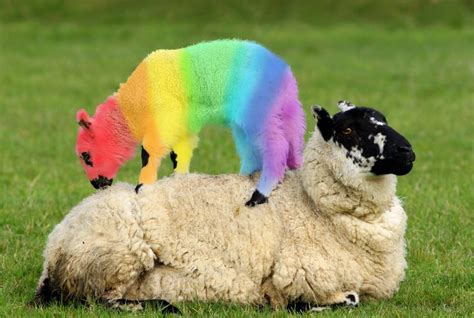 rainbow sheep | Animal - sheep & goats | Pinterest