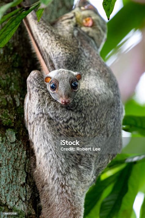 Curious Colugo Tyke Stock Photo - Download Image Now - Colugo, Animal, Animals In The Wild - iStock