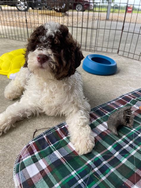 Lagotto Romagnolo Puppies For Sale