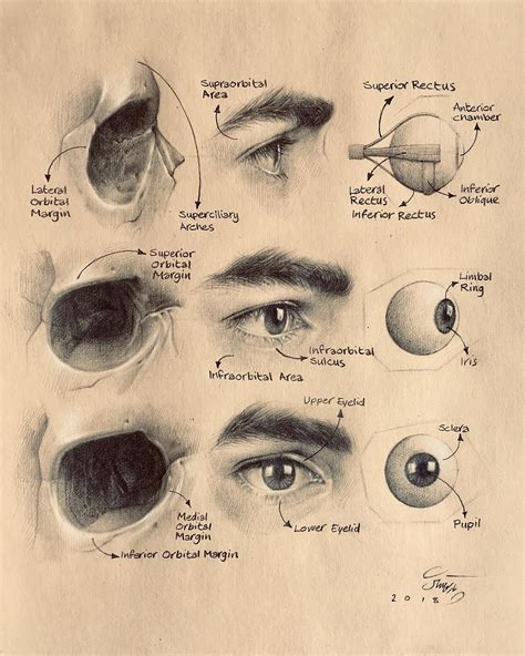 Anatomy of eye Done for my students #parsouamahtash #academicdrawing # ...