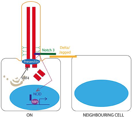 Frontiers | Signaling through the Primary Cilium