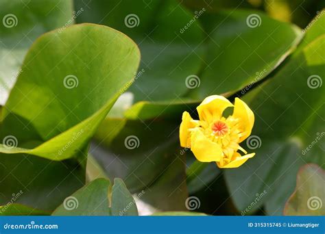 The Flower of Nuphar Japonica Stock Image - Image of garden, japonica: 315315745