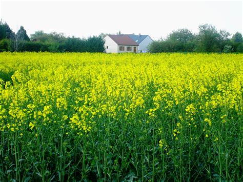 Flower fields - France Gardening Books, Gardening Tips, Beautiful World ...