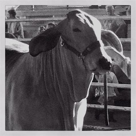 Brahman cattle;) | Show cattle, Miniature farm animals, Brahman cattle