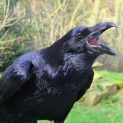 Raven Symbolism, Lore & Mythology - HubPages