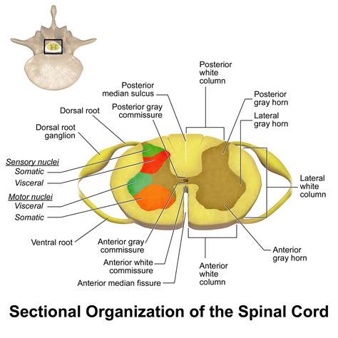 Spinal cord - Wikipedia | Spinal cord, Spinal, Spinal nerve