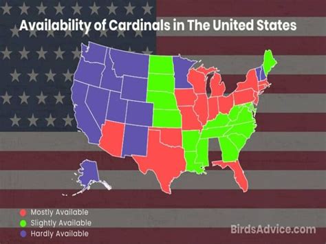 Are Cardinals Rare To See? Cardinals In North America