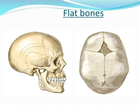 PPT - Bones PowerPoint Presentation, free download - ID:2773049