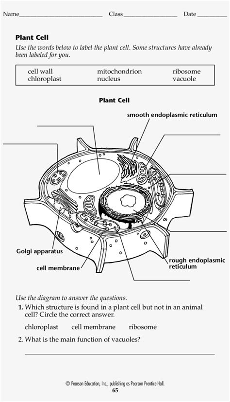 Animal And Plant Cells Worksheet – Imsyaf.com