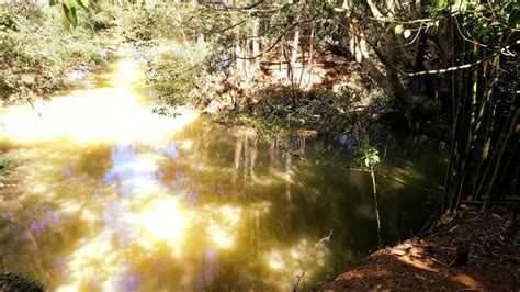 Platypus Viewing Yungaburra | Road Trip and Travel