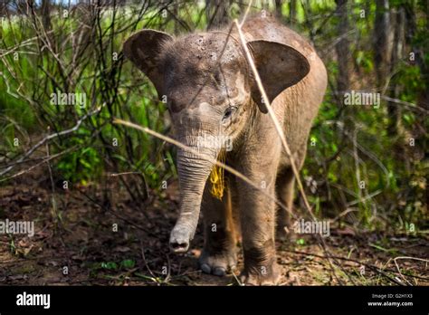 Baby sumatran elephant in the bushes. Way Kambas National Park, Sumatra, Indonesia Stock Photo ...