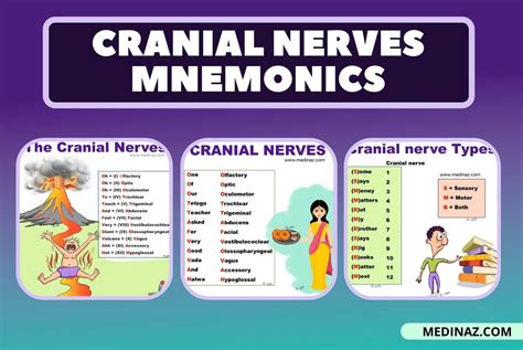 Cranial nerves mnemonics - Anatomy Simplified