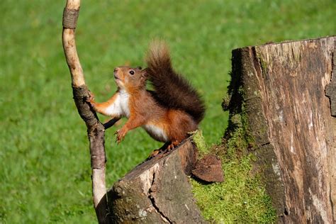 Scottish Red Squirrel. by 64Peteschoice | ePHOTOzine