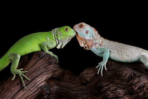 Lizard Reproduction (Do Lizards Lay Eggs? & Other Important Questions)