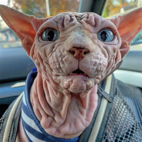 Meet Xherdan The Sphynx Cat, Has Won The World's Scariest Cat ...