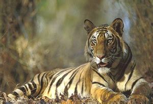 Popular National Parks & Wildlife Sanctuaries in Madhya Pradesh | MP ...