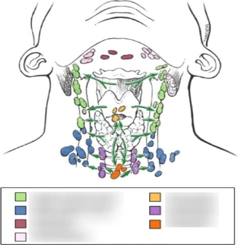 Diagram of Thyroid lymph nodes | Quizlet