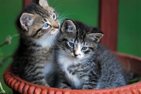 Cute Kittens In Basket Free Stock Photo - Public Domain Pictures