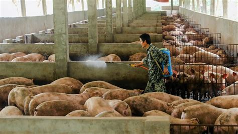 China's pork prices went up 47% in August — Quartz