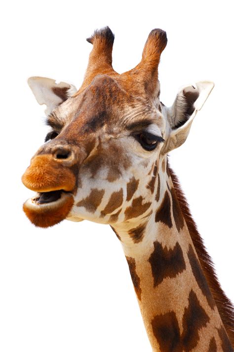 Giraffe Isolated Free Stock Photo - Public Domain Pictures