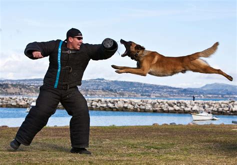 Police K9 (Dog) Unit - its a leap of faith ;-) Awesome photo... Love what my dad does for a ...