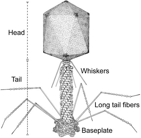 Bacteriophage Structure Labeled