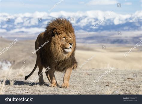 Extinct Wild Barbary Atlas Lion On Stock Photo (Edit Now) 130600055