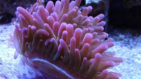 HOW TO FRAG ROSE BUBBLE TIP ANEMONES SALTWATER TANK CORAL REEF UPDATE - YouTube