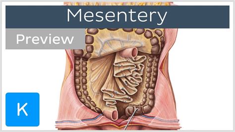 Mesentery Anatomy - Anatomy Book