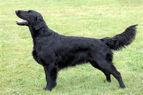 Meet the Flat Coated Retriever!