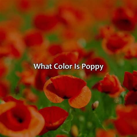 What Color Is Poppy - colorscombo.com