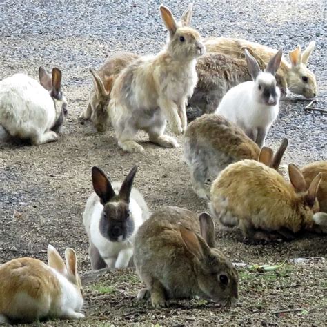 Okunoshima (Rabbit Island): Hiroshima Prefecture