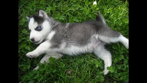 Siberian husky puppy playing outside for the first time cute & funny - YouTube